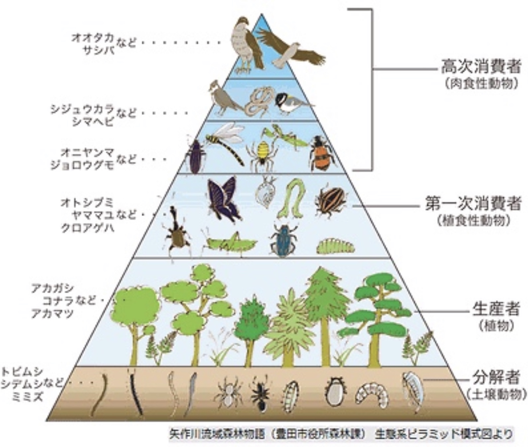 20炭素循環農法 食物連鎖のピラミッドで考える OKファームの挑戦！炭素循環農法